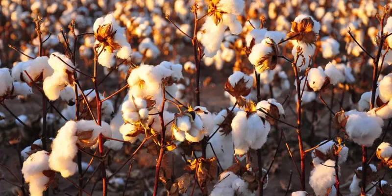 Cotton Is No Longer Just a Crop: Why Indian Trade Must Relearn the Rules of a Global Game
